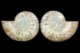 Sliced Ammonite Fossil - Agatized #125044-1